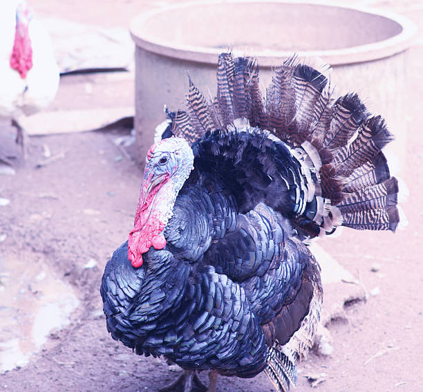 Large adult male turkey.