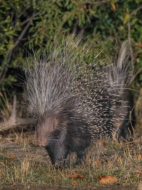 istock Porcupine close up 2247584374