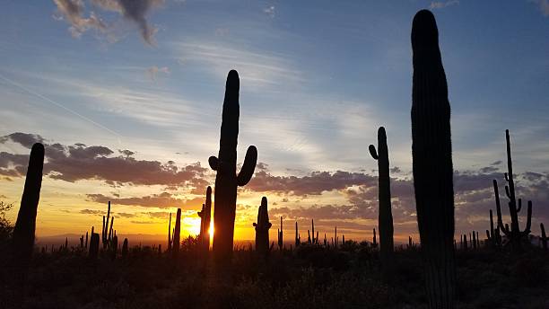 istock Saguaro Silhouettes, Dramatic Arizona Desert Sunset, Landscape 2247584687