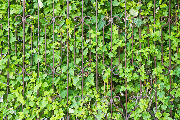 istock Green plants behind the fence 2247584697