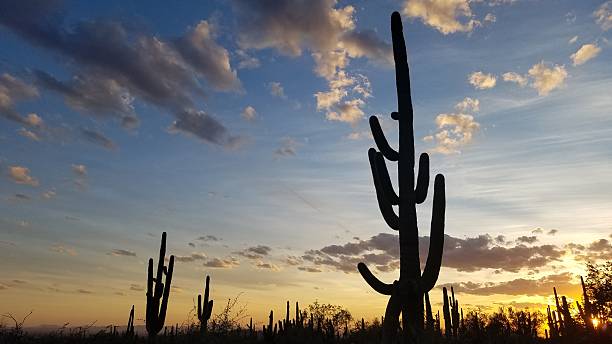 istock Large Saguaro Cactus Silhouette in Dramatic Arizona Desert Sunset, Landscape 2247584829
