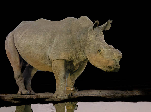 istock White rhinoceros at waterhole at night 2247585911