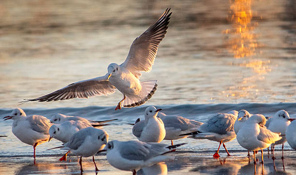 istock Nordic Scandinavian Seagull in Vintertime at the Dansih coast 2247586143