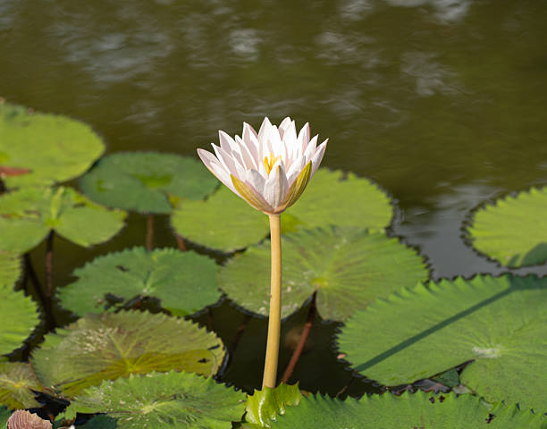 istock A very light pink, white water lily opens to the sun 2247586278