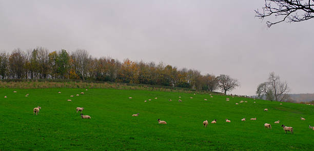 A peaceful hillside dotted with resting and grazing sheep under a soft grey autumn sky, backed by a line of trees showing the last colours of fall. The lush green pasture contrasts with the muted, misty atmosphere.