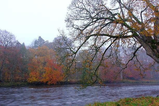 Vibrant autumn trees line the misty riverside, their red and golden leaves reflecting softly above the fast-flowing water. A peaceful seasonal landscape captured on a calm, foggy day.