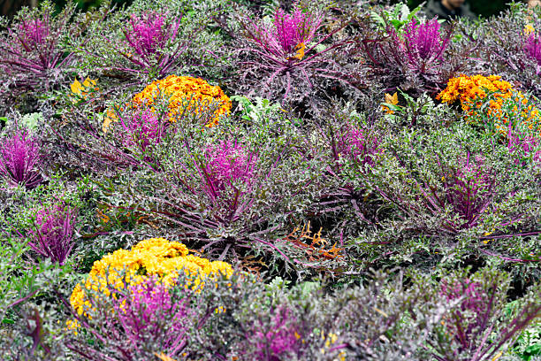 istock Colourful cabbage in the autumn garden 2247586639