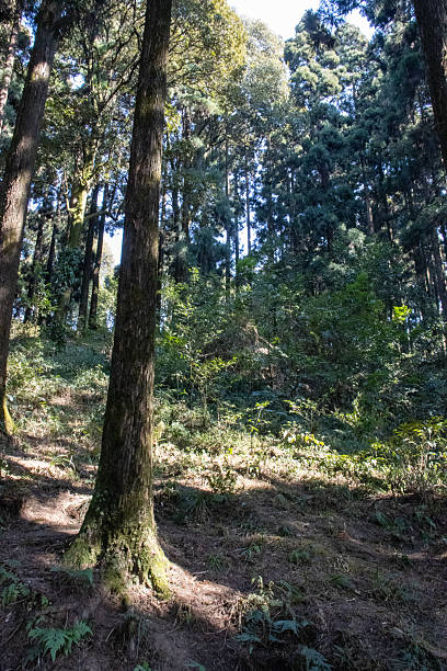 istock Typical pine trees with light and shadow in Darjeeling, India 2247587340