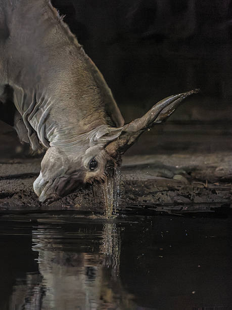 Eland bull dunking hair tufts on forehead at waterhole in Selati Game Reserve, Limpopo Province, South Africa