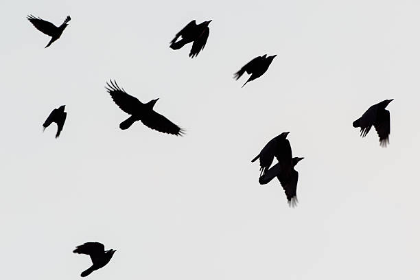 istock Silhouette of flying ravens and crows against a light grey background 2247588169