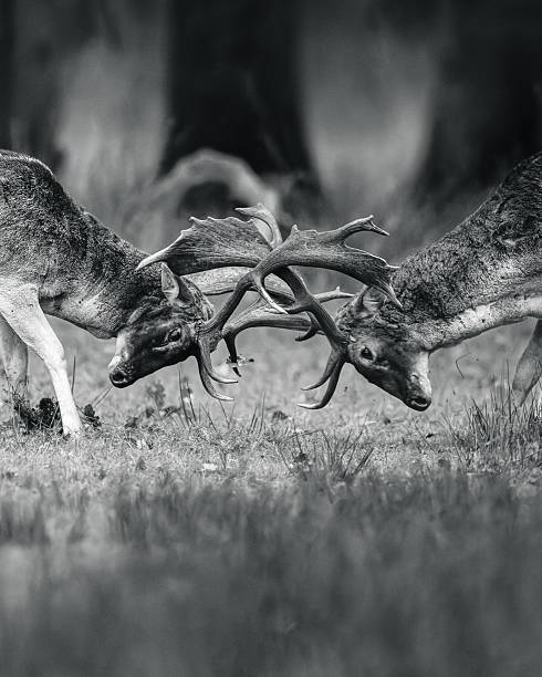 istock Deer Locking Antlers in Black and White 2247588359