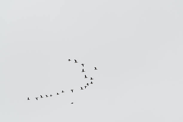 istock A flock of wild geese in flight against a light grey background 2247590296