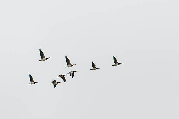 istock A flock of wild geese in flight against a light grey background 2247590300