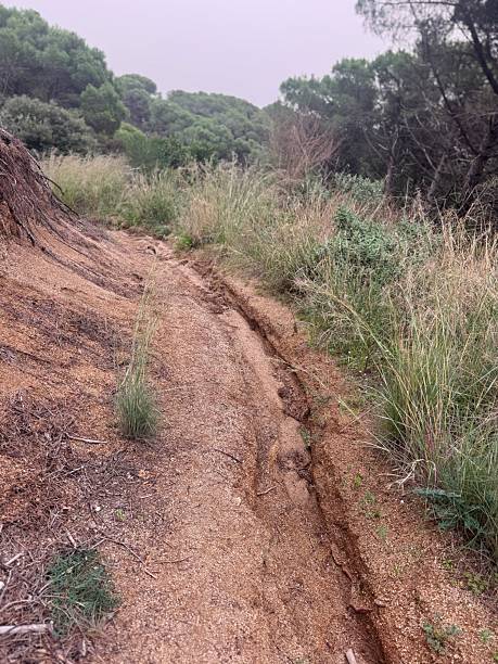 istock Textured Mediterranean Forest Floor Showing Rain-Shaped Erosion Path and Natural Flora 2247590760