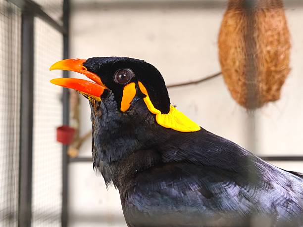 A golden parrot or gracula sp is a member of the Sturnidae family with the ability to imitate human voices or sounds in its environment.