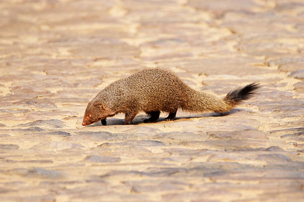 A photo of an African Meerkat at sunset