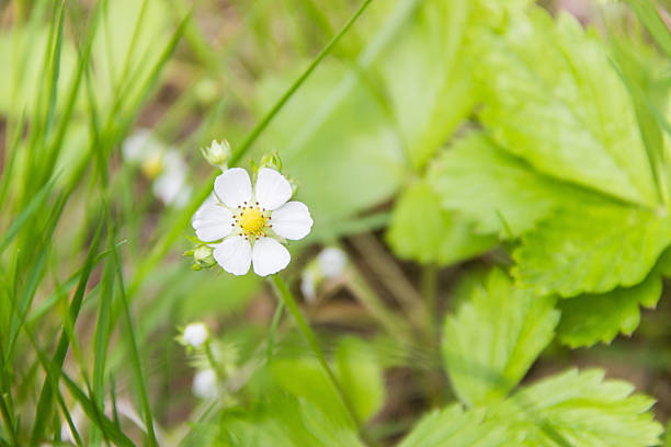 White strawberry flower in the grass