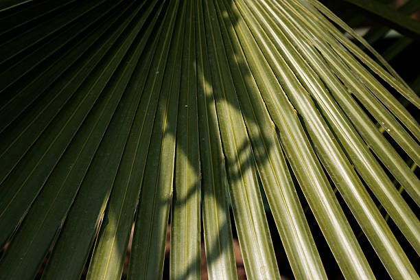 jungle palm leaves with sun light and shadow shade isolated on a natural background
