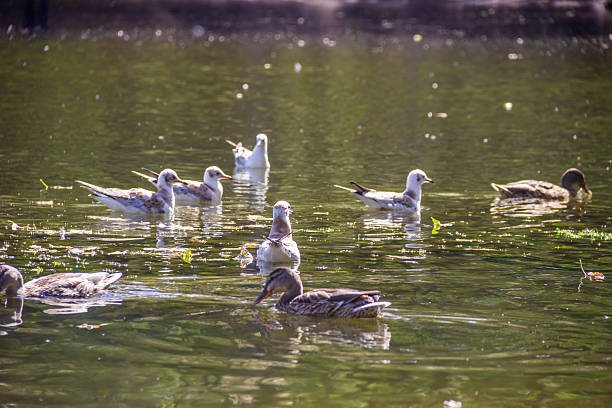 Tern birds swim in the pond