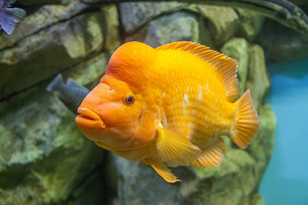 istock Large yellow fish in the aquarium 2247594157