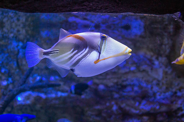 istock Large tropical fish in the aquarium 2247594169