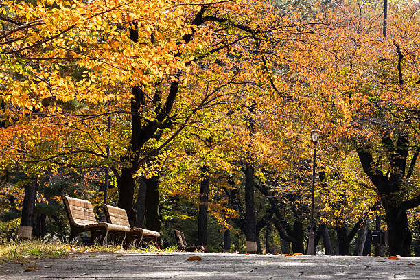 istock Autumn leaves on the cherry trees in Omiya Park 2247595284