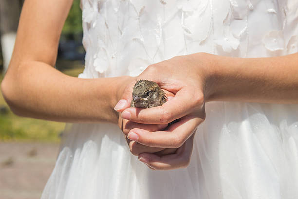 Sparrow chick in the hands of a child