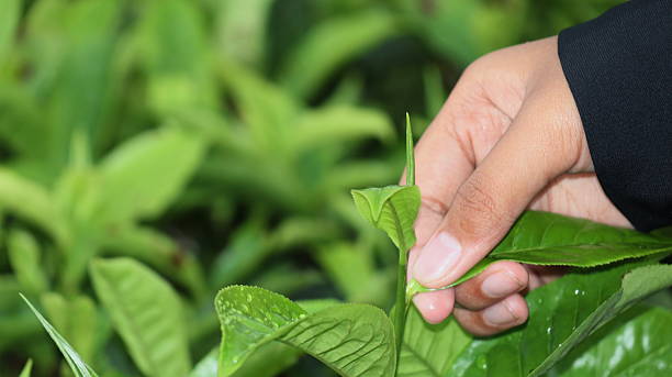 istock Hand delicately plucks fresh green tea leaves from a lush bush 2247595673