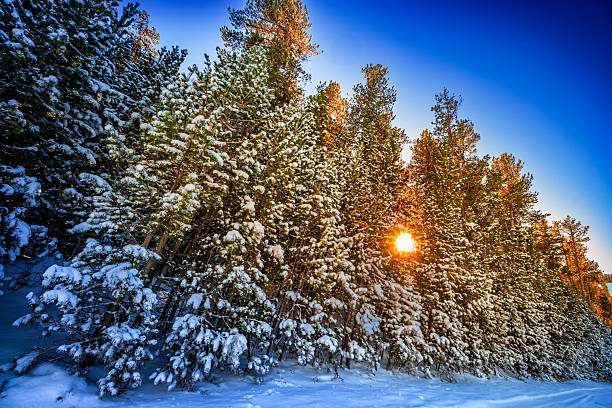 Snowy forest in Occitanie