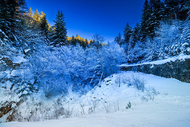 Snowy forest in Occitanie