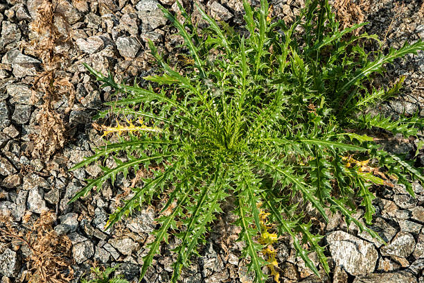 Spiniest Thistle flowers (Cirsium spinosissimum) in the french Alps