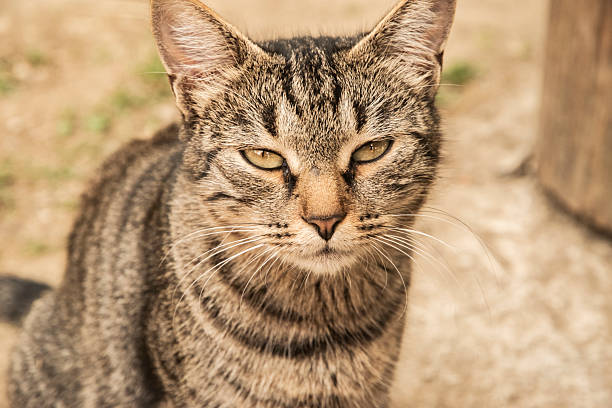istock Relaxed Domestic Cat Resting Outdoors 2247596532