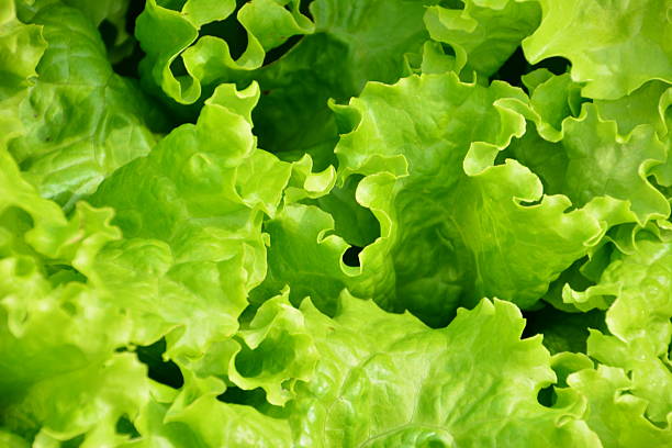 istock Vibrant Green Lettuce Leaves Close-up in sunny day 2247596551
