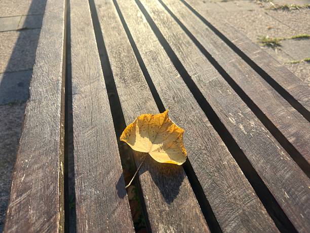 autumn leaves in the park