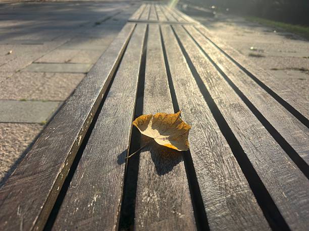 High angle view of a solitary dry yellow leaf lying on the textured wooden slats of a park bench.