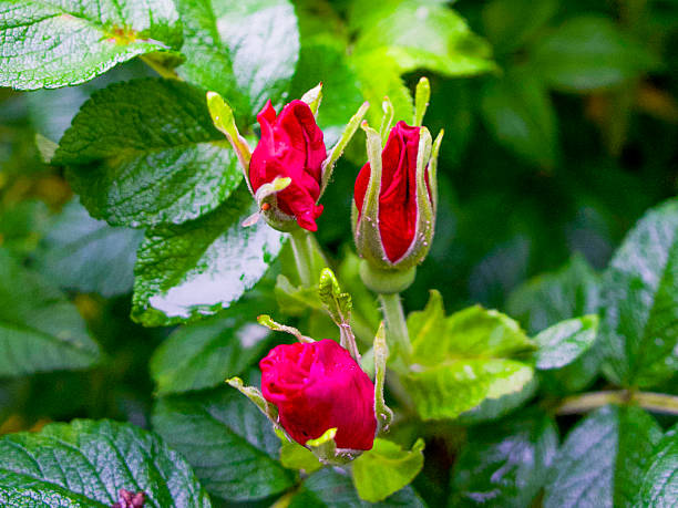 istock Red Rose Buds Among Fresh Green Leaves 2247597165