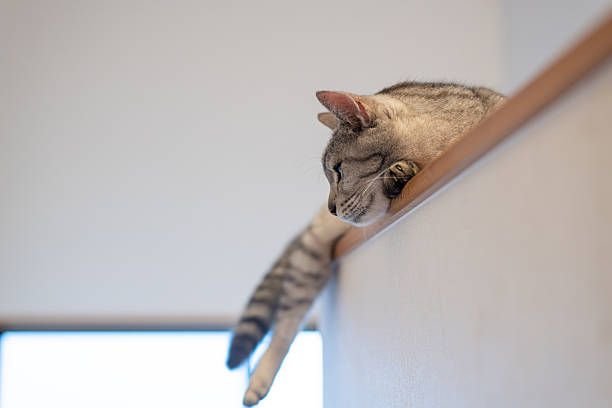 istock A cute cat gazing from a high place 2247598650