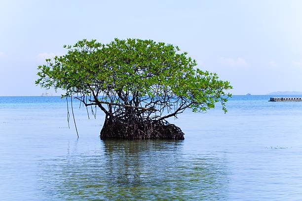 istock Solitary Mangrove Tree Standing Strong in Calm Tropical Waters 2247598845