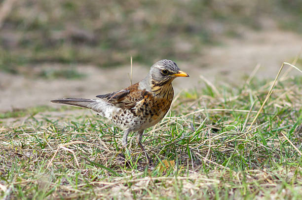 istock Fieldfare (Turdus pilaris) on the ground 2247599036