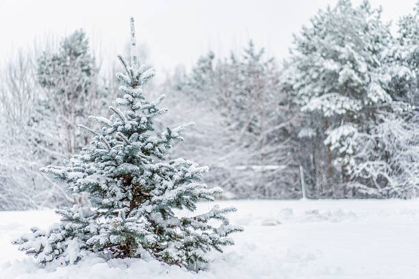 istock Winter scene for postcard with snowy day 2247599209