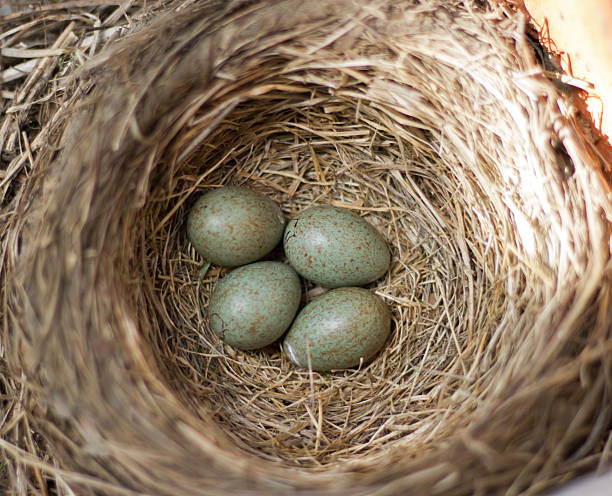 istock Nest of the fieldfare (Turdus pilaris) with four eggs 2247599581
