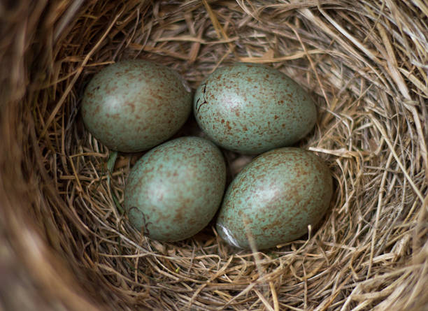istock Nest of the fieldfare (Turdus pilaris) with four eggs 2247599583