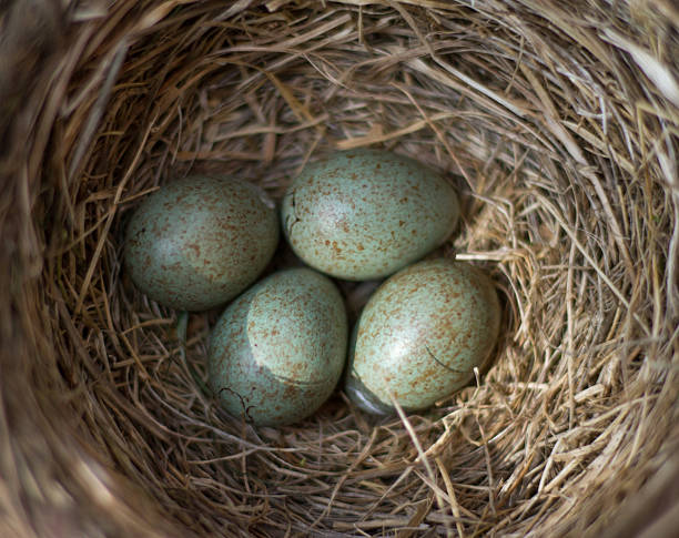 istock Nest of the fieldfare (Turdus pilaris) with four eggs 2247599587