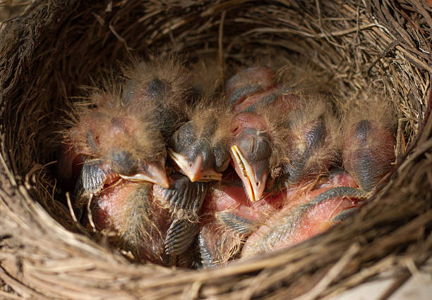 istock Fieldfare (Turdus pilaris) chicks in the nest 2247600076