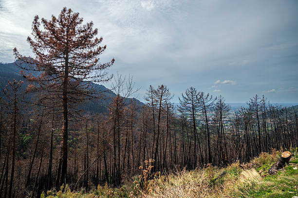 Charred trees line a hillside, where fresh green growth emerges among stumps, with distant mountains under a blue sky. A stark landscape of resilience and renewal after fire.