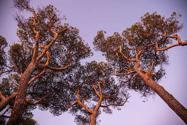 An upward view of tall pine trees against a purple sunset sky. Warm light highlights rugged trunks and twisting branches, creating a peaceful, natural canopy and a tranquil forest mood.
