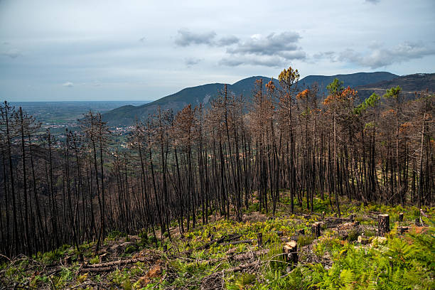 Charred trees line a hillside, where fresh green growth emerges among stumps, with distant mountains under a blue sky. A stark landscape of resilience and renewal after fire.