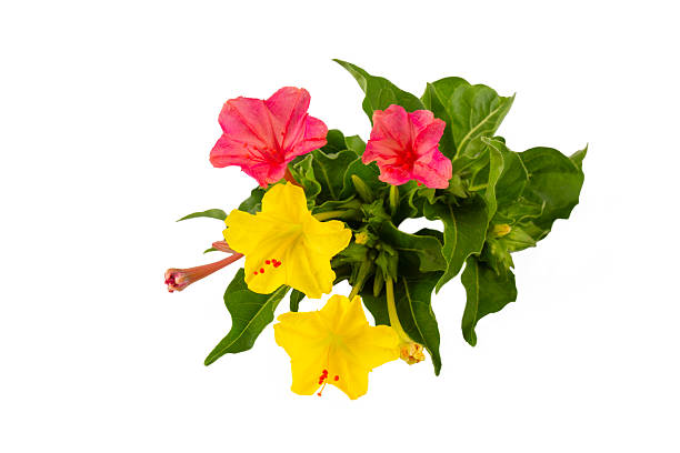 Mirabilis jalapa flower on the white background