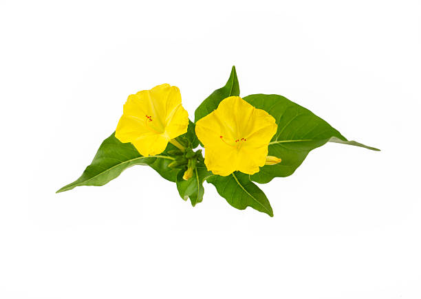 istock Mirabilis jalapa flower on the white background 2247602159