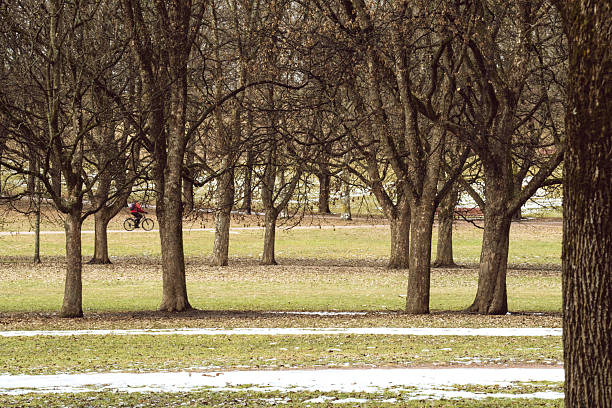 Visitors enjoy a peaceful walk along a tree-lined path in the park. High quality photo